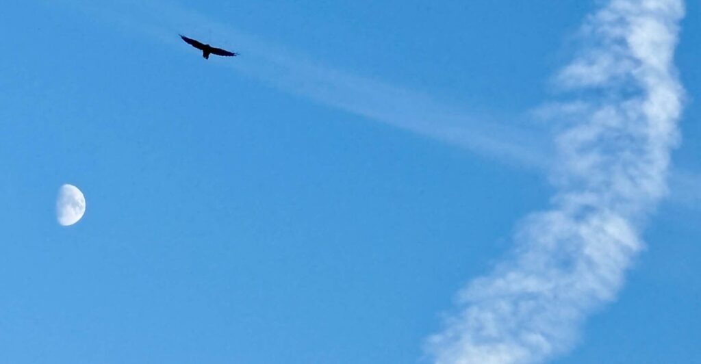 A clear blue daytime sky features a bird in flight near the top left, with the moon visible to the lower left. A white contrail extends diagonally from the middle right toward the upper right corner.