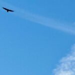 Raven flying through a rich blue sky with the moon and a vapor trail visible.