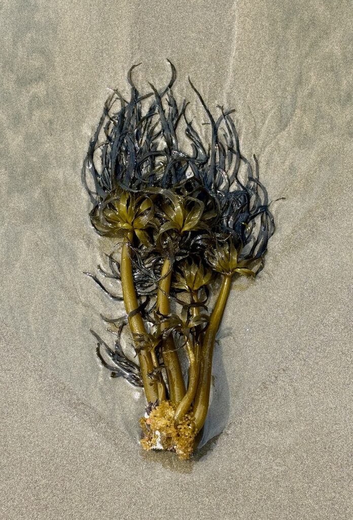 Seaweed on the sandy beach.