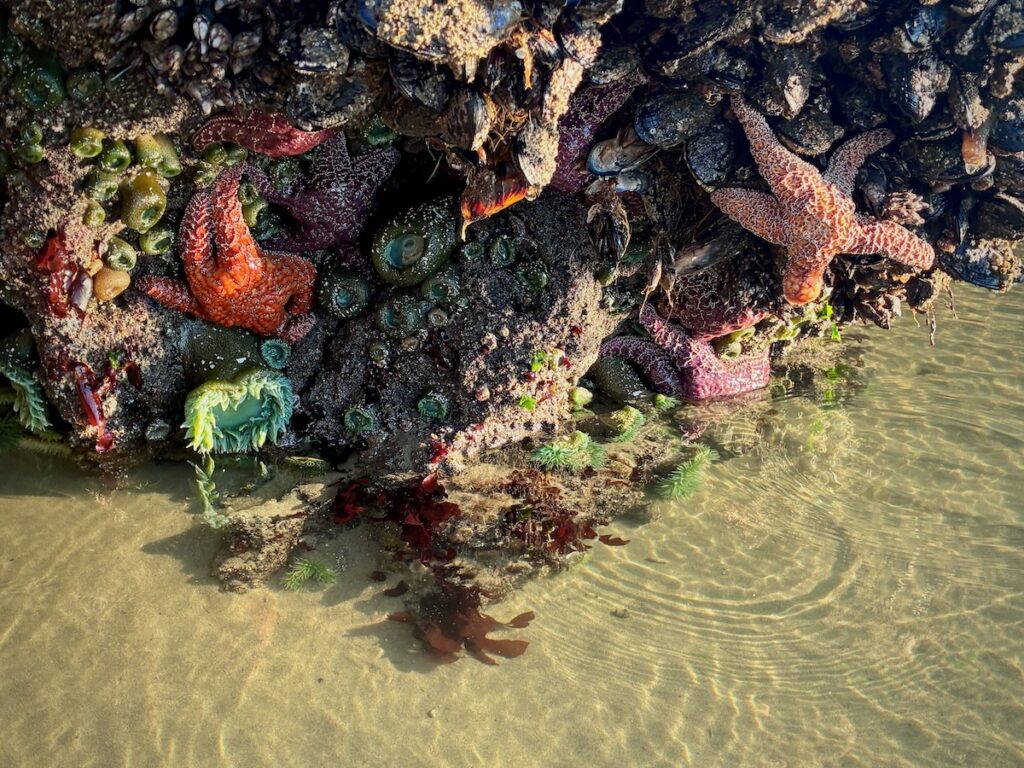 A close view of various colorful sea life in an ocean tide pool.